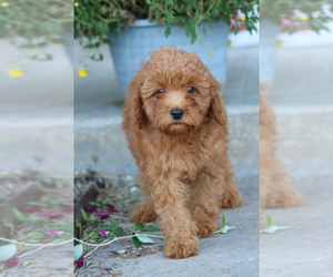 Goldendoodle (Miniature) Puppy for sale in ITASCA, TX, USA