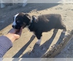 Small Photo #10 Australian Shepherd Puppy For Sale in LUBBOCK, TX, USA