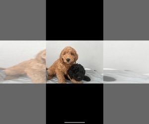 Goldendoodle Puppy for Sale in SAN BERNARDINO, California USA