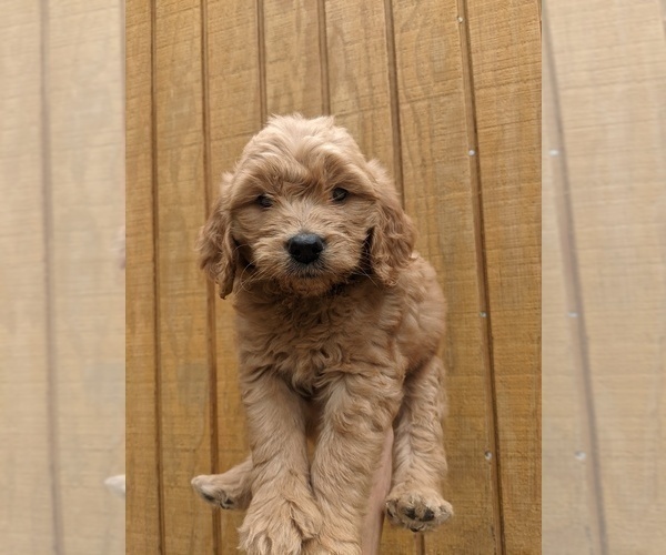 Medium Photo #13 Goldendoodle Puppy For Sale in SPENCER, TN, USA