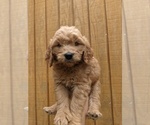 Small Photo #13 Goldendoodle Puppy For Sale in SPENCER, TN, USA