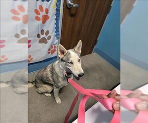 Siberian Husky Dogs for adoption in Houston, TX, USA