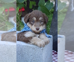 Small Photo #4 Golden Retriever Puppy For Sale in ROCKY MOUNT, VA, USA