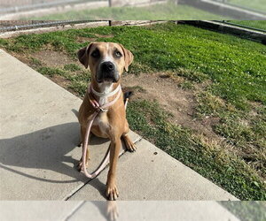 Mutt Dogs for adoption in Pueblo, CO, USA