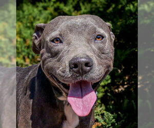 American Staffordshire Terrier Dogs for adoption in Albuquerque, NM, USA