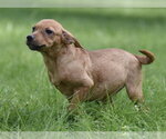 Small #3 Chiweenie