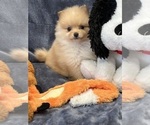 Small Photo #13 Pomeranian Puppy For Sale in SILEX, MO, USA