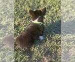 Small #4 Pembroke Welsh Corgi