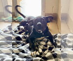 Small Photo #2 American Pit Bull Terrier-Labrador Retriever Mix Puppy For Sale in Chandler, AZ, USA