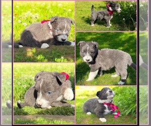 Border Collie Puppy for sale in NEWPORT BEACH, CA, USA