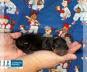 Dachshund Puppy for sale in WINNSBORO, LA, USA