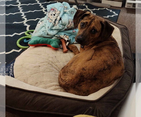 Medium Photo #2 Mutt Puppy For Sale in Shelburne, VT, USA