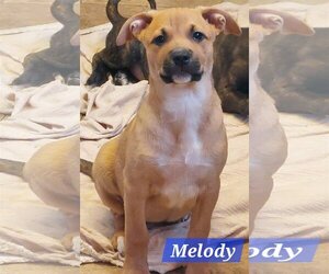 American Staffordshire Terrier-Black Mouth Cur Mix Dogs for adoption in Sanford, FL, USA