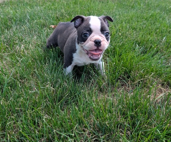 Medium Photo #27 Faux Frenchbo Bulldog Puppy For Sale in GOSHEN, IN, USA