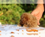 Small #8 Poodle (Toy)