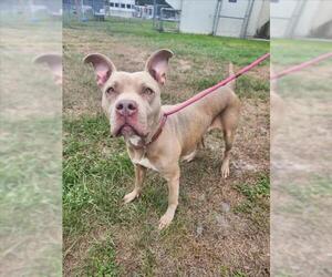 American Pit Bull Terrier Dogs for adoption in Vero Beach, FL, USA