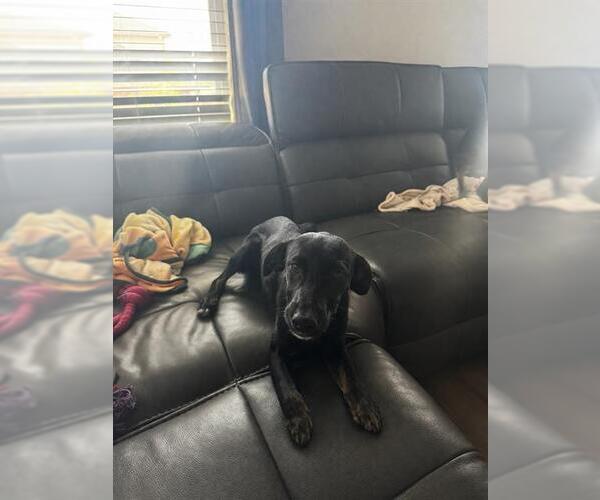 Medium Photo #1 Labrador Retriever Puppy For Sale in San Antonio, TX, USA