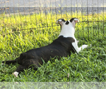 Small #4 Boston Terrier