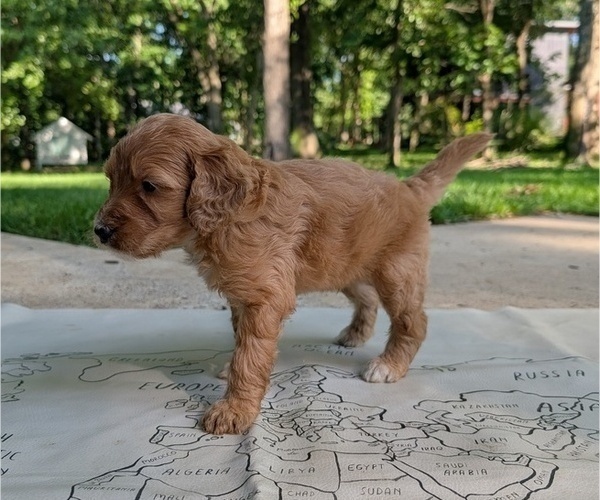 Medium Photo #27 Golden Mountain Doodle  Puppy For Sale in BROKEN ARROW, OK, USA