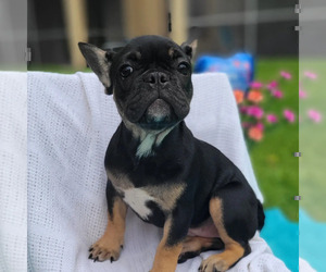 Medium French Bulldog