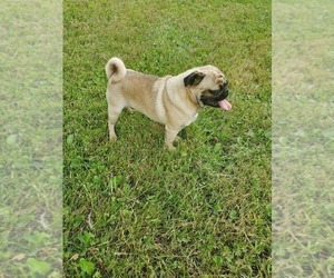 Father of the Pug puppies born on 12/23/2025
