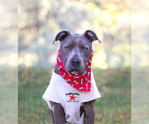 American Pit Bull Terrier-Unknown Mix Dogs for adoption in Unionville, PA, USA