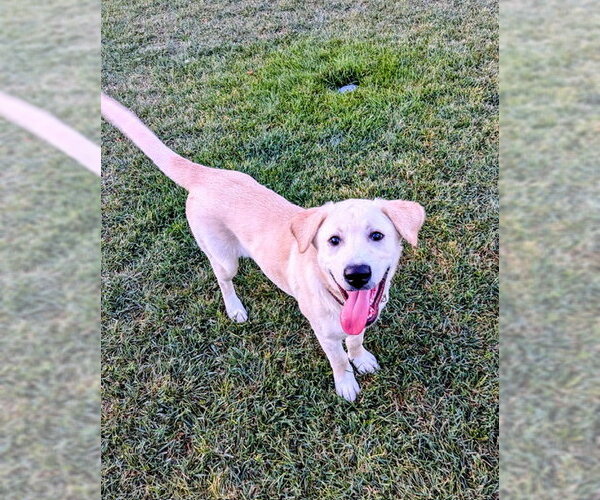 Medium Photo #15 Labrador Retriever-Unknown Mix Puppy For Sale in Sandy, UT, USA