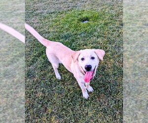 Nalaa - Female Labrador Retriever-Unknown Mix Dog for Adoption - Photo #15