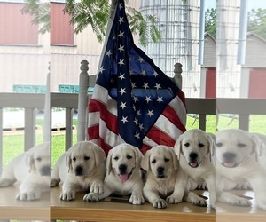 Labrador Retriever Litter for sale in NEW OXFORD, PA, USA