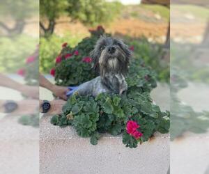 Cairn Terrier Dogs for adoption in Jackson, CA, USA
