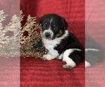 Small Photo #12 Cowboy Corgi Puppy For Sale in MENIFEE, CA, USA