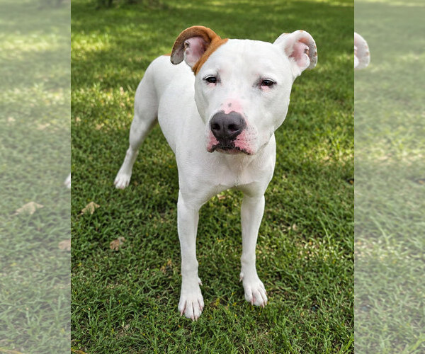 Medium Photo #3 American Pit Bull Terrier-American Staffordshire Terrier Mix Puppy For Sale in Westminster, MA, USA