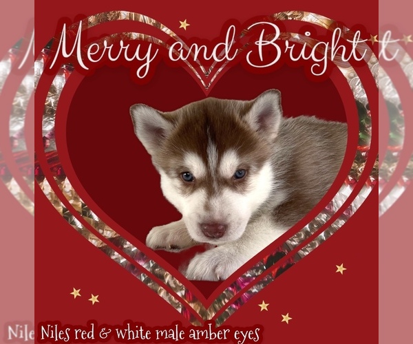 Medium Photo #7 Siberian Husky Puppy For Sale in FRESNO, CA, USA