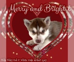 Small Photo #7 Siberian Husky Puppy For Sale in FRESNO, CA, USA