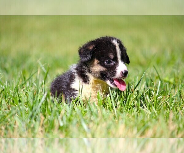 Medium Photo #3 Pembroke Welsh Corgi Puppy For Sale in FORT MADISON, IA, USA
