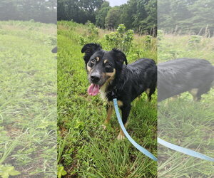 Australian Shepherd Dogs for adoption in Thomasville, NC, USA