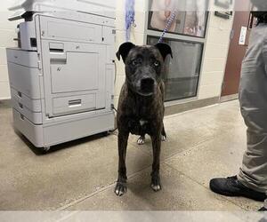 Mutt Dogs for adoption in Jackson, CA, USA