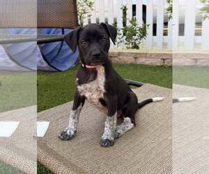 German Shorthaired Pointer-Unknown Mix Dogs for adoption in Greenville, SC, USA