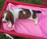Small Photo #12 Basset Hound Puppy For Sale in ORRVILLE, OH, USA