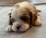 Puppy Puppy 3 Cavalier King Charles Spaniel