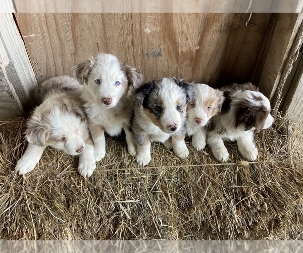 View Ad Miniature Australian Shepherd Litter of Puppies for Sale near