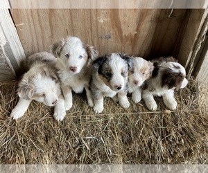 Miniature Australian Shepherd Puppy for Sale in EFFINGHAM, Kansas USA