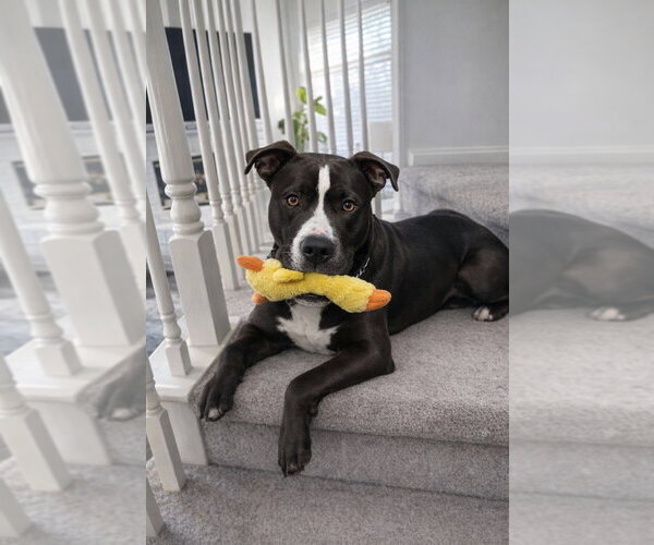 Medium Photo #26 American Staffordshire Terrier-Unknown Mix Puppy For Sale in Lake Forest, CA, USA