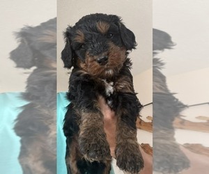 Medium Bernedoodle mix (+ Poodle Standard)