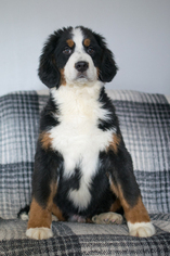Bernese Mountain Dog Puppy for sale in KENT, OH, USA