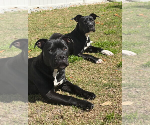 Medium Photo #2 American Bulldog-Unknown Mix Puppy For Sale in Sanford, FL, USA
