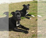 Small #1 American Bulldog Mix