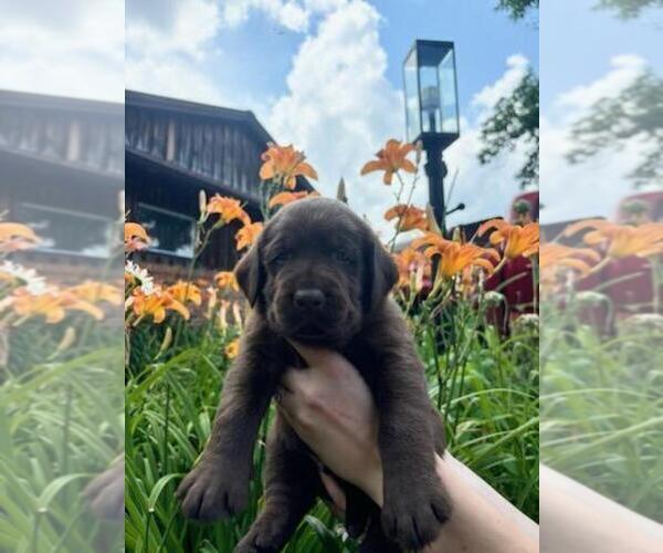 Medium Photo #4 Labrador Retriever Puppy For Sale in CONFLUENCE, PA, USA