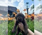 Small #3 Labrador Retriever