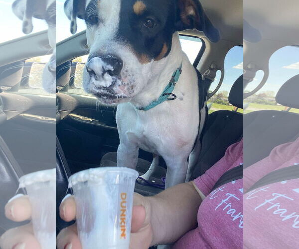 Medium Photo #9 Mutt Puppy For Sale in Germantown, OH, USA